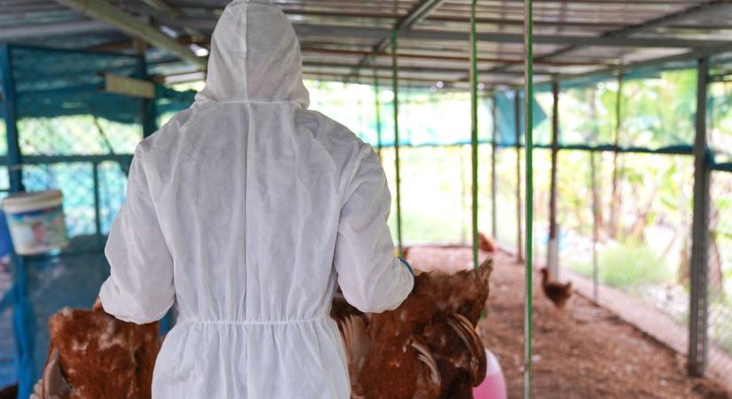 Itt a lista: ezeket a Bács-Kiskun megyei településeket érinti a madárinfluenza miatti zárlat