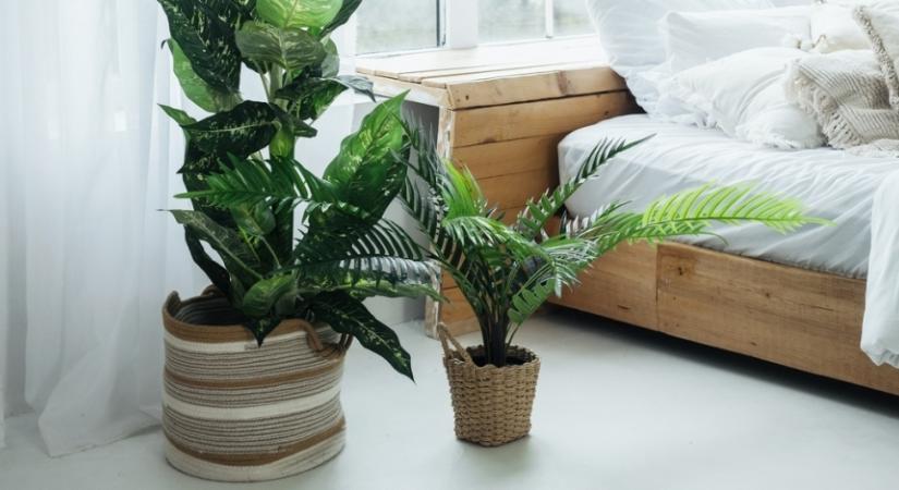 Fókuszban a zöld: a szobanövény minimalizmus egy olyan trend, amit érdemes kipróbálni