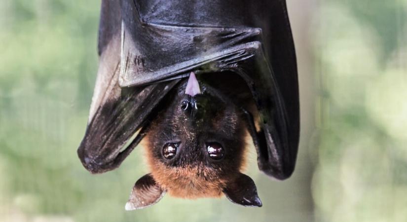 Denevéreket láttál a ház körül? Ezért jó jel, ha éjszaka körülöttünk repkednek