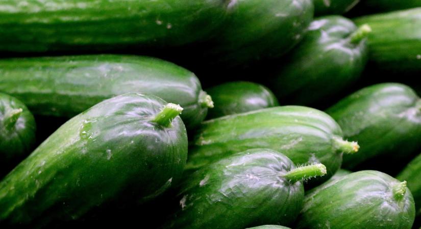 Kihívások a lengyel hajtatott kígyóuborka ágazatban