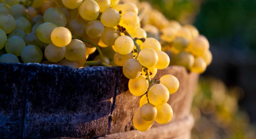 Ömlik be az import szőlő Európába: kemény, honnan érkezik a java
