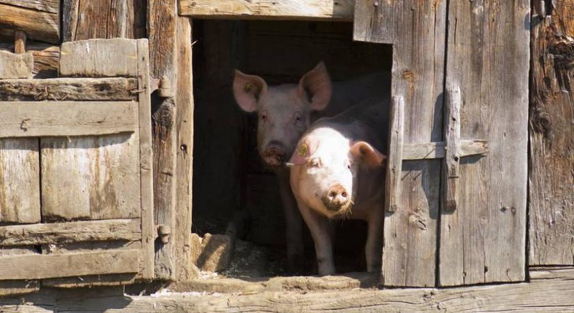 Olyasmit rejtett a disznóól, ami a rendőröket is meglepte: 40 milliós fogást szagolt ki a rendőrkutya