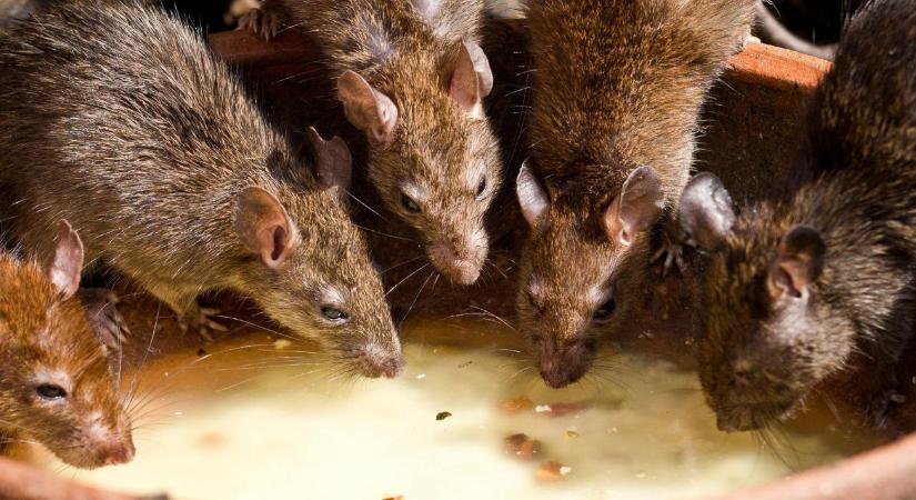 Ne etesd a patkányokat! 3 kritikus pont a tárolóban, amit ma ellenőrizned kell