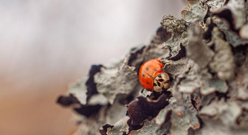 Sajnálom, tévedtem