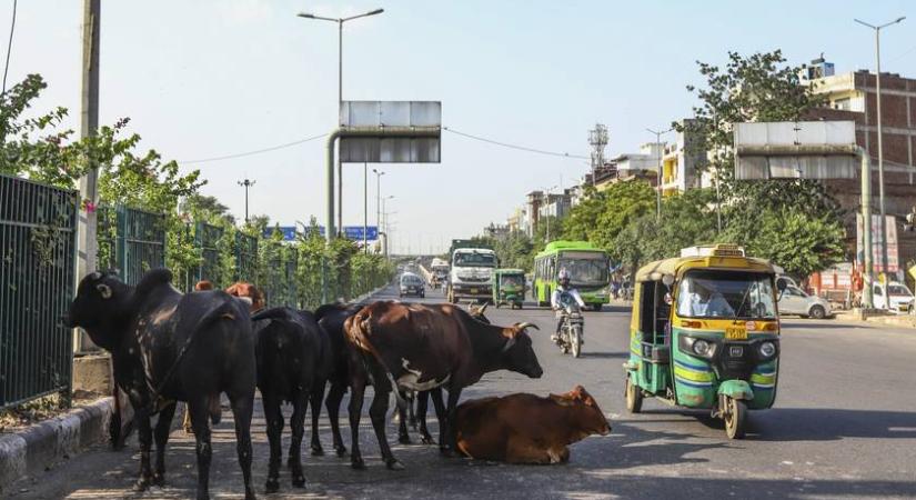 Egy sávban a tehenekkel: ilyen az indiai káoszban közlekedni