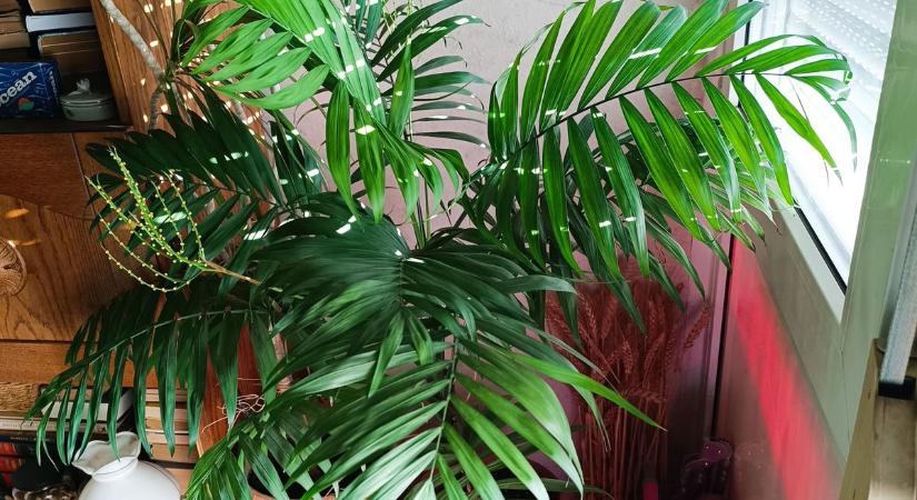 Ne legyél növénygyilkos! Íme egy pálma, amelyek megbocsát...