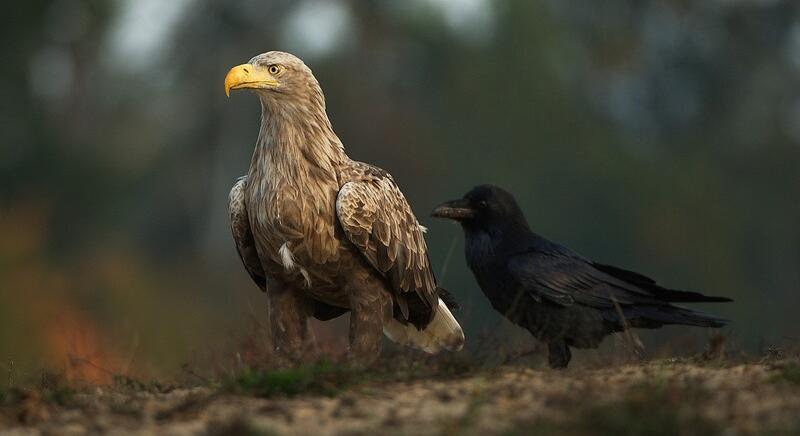 Gyarapodik a rétisas állomány Somogyban