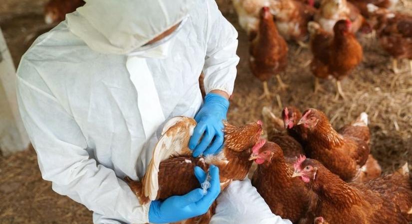 Figyelmeztetés a gazdáknak: madárinfluenza miatt lépett a hatóság