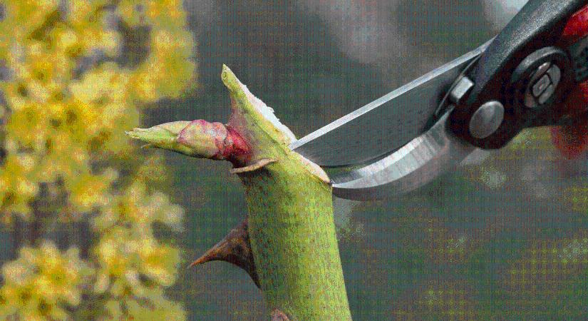 Ha tavasszal így metszed meg a rózsát, sokkal több virágot hoz a kertben