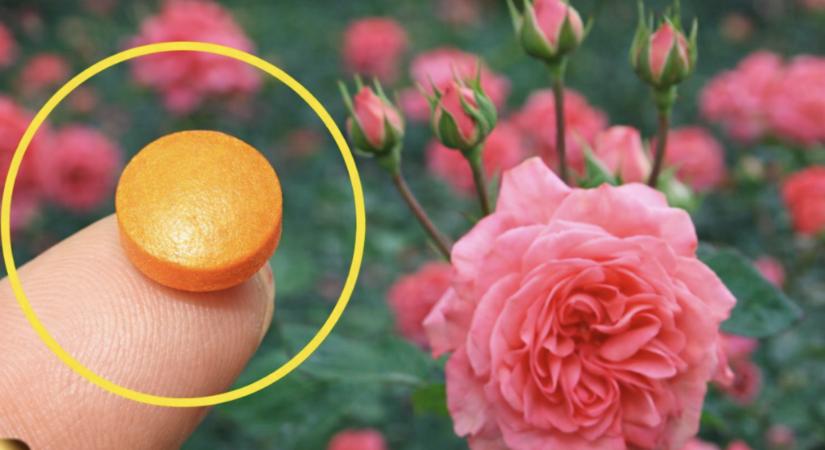 Rózsaszaporítás otthon: egy egyszerű házi keverék, amit sokan kipróbálnak