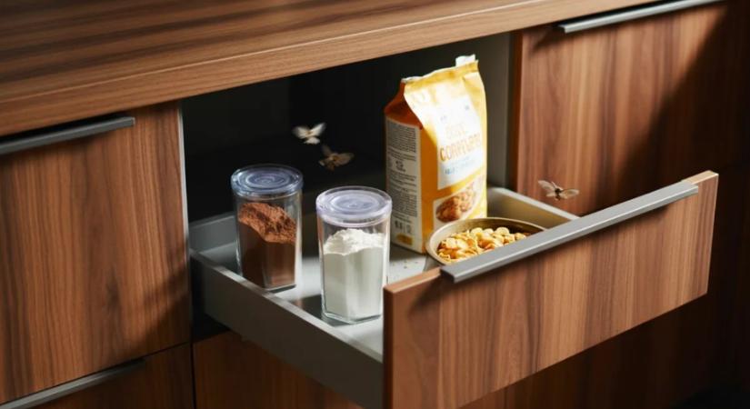 Tehetsz róla: ezért jelennek meg kártevők még a legtisztább otthonokban is