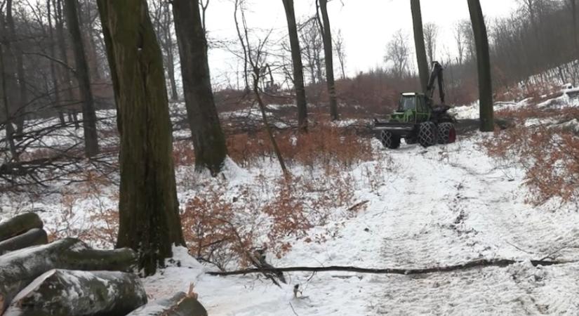 Mit jelent a fakitermelés az erdőlátogatóknak? – Amit a téli erdészeti munkákról tudni érdemes