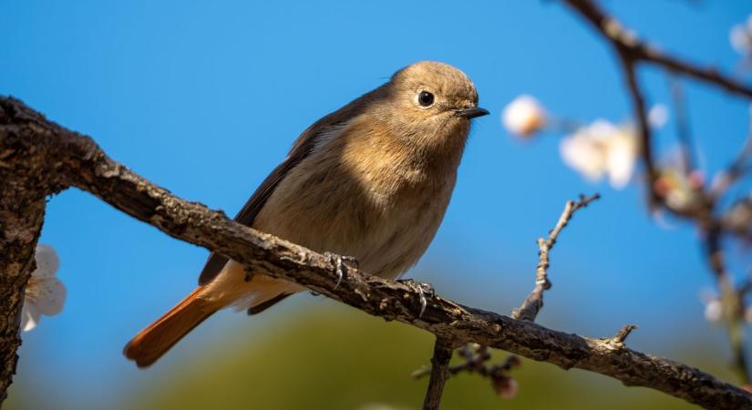Napfény, felhők és egy kis meglepetés zápor – ilyen lesz a holnapi időjárás