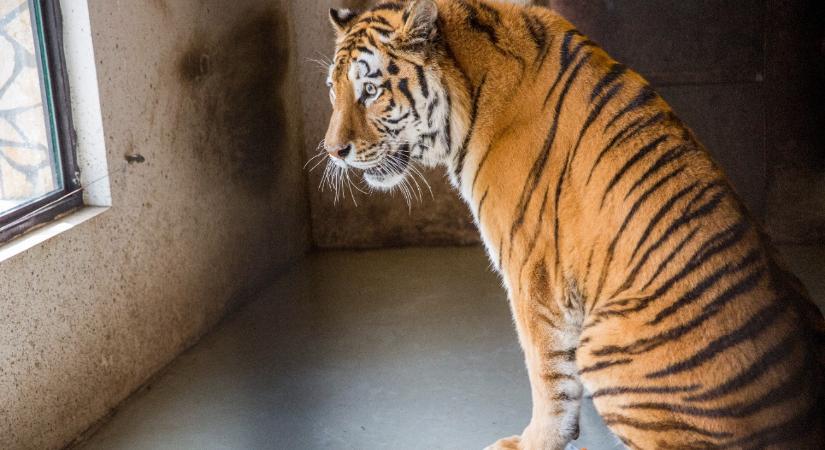 Elbúcsúztak a legendás Igortól Szegeden – fotók