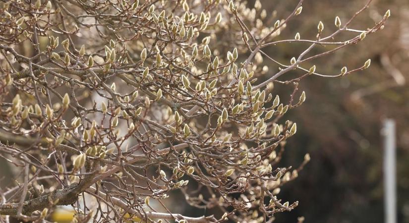 Tovább élvezhetjük a kora tavaszi időt holnap?