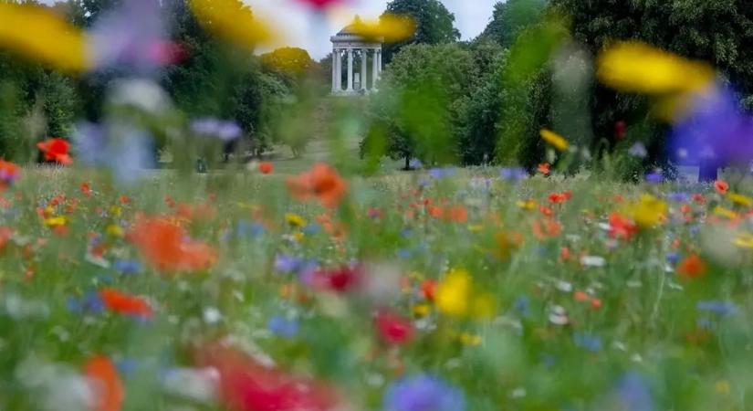 Azonnal alakítsd át a kerted! Ez a drasztikus váltás csodát tesz