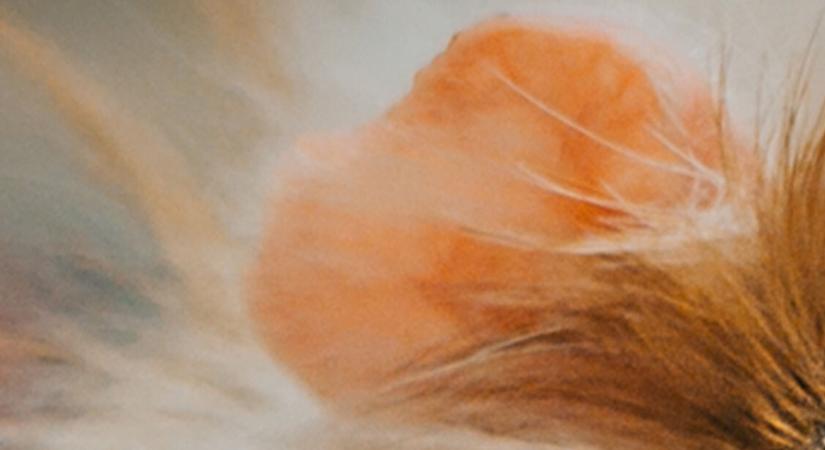 Fül vagy uszony? Felismered egyetlen részletből az állatokat? – Tedd próbára tudásod!