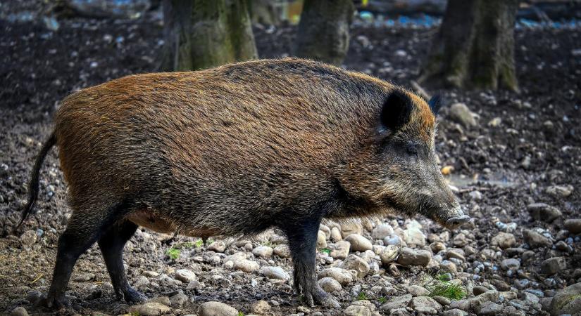 „Szabadságharcosok” tíz élő vaddisznót engedtek el Budán