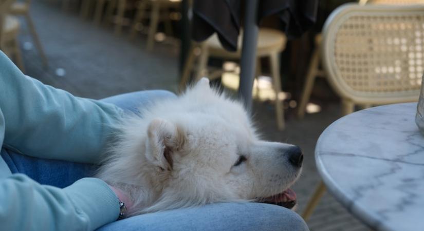 Miért ül a lábunkra a kutyánk? Többet jelent, mint gondolnád!