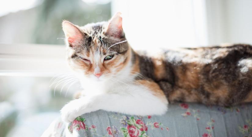 Mit jelent, ha a macskád lassan pislog rád? 7 dolog, amit ez tényleg kifejez