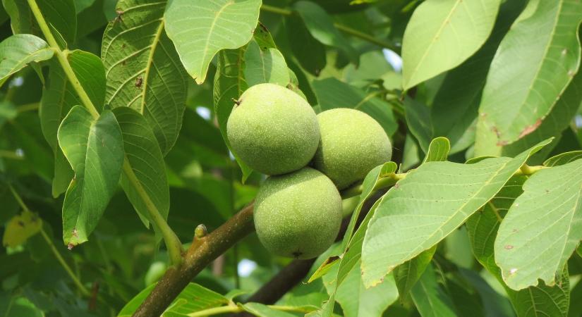 A dióra már csak a tavaszi fagyok jelenthetnek veszályt