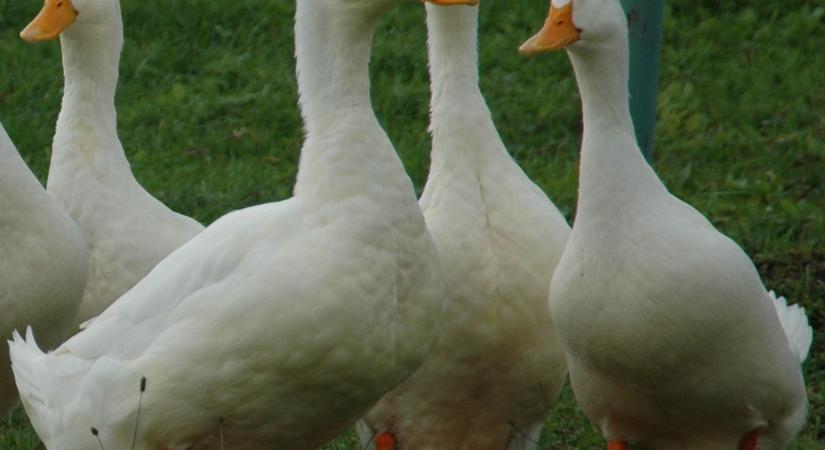 Bács-Kiskun vármegyében ismét igazolták a madárinfluenzát