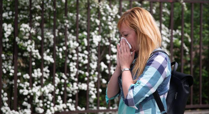 Berobbant az allergiaszezon - az asztmások vannak a legnagyobb veszélyben