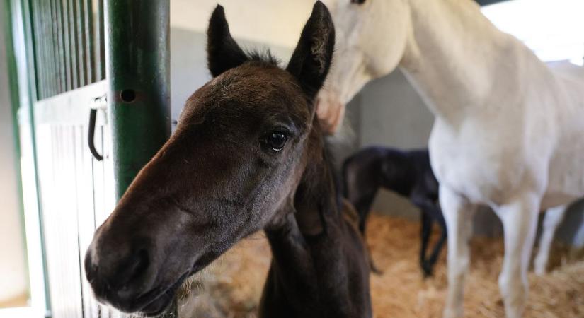 Megható történet: örökbe fogadta az árva csikót a lipicai kanca  fotók, videó