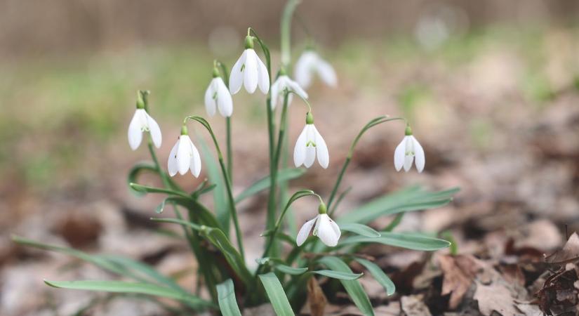 Időjárás Pécsen: marad a változékony, de tavasziasan enyhe idő?