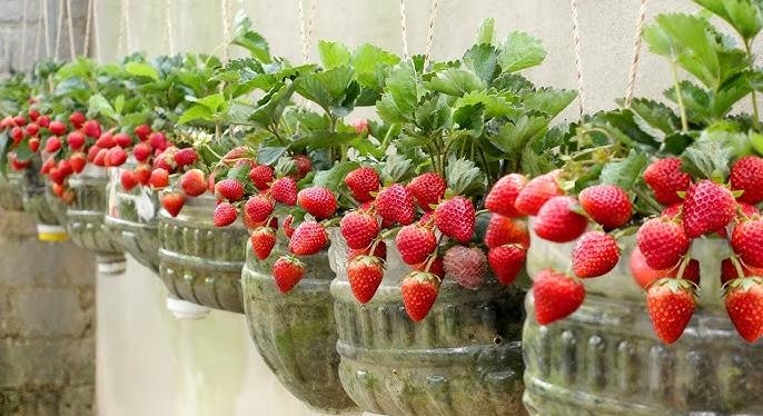 5 egyszerű epertermesztési trükk, amit sok kertész nem akar elárulni