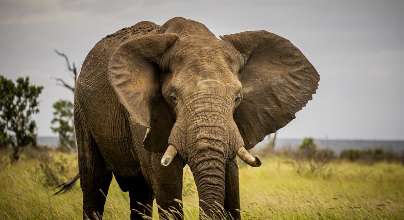 Egy 67 éves magyar professzort ölt meg a megvadult elefánt Srí Lankán, a feleség végignézte a támadást