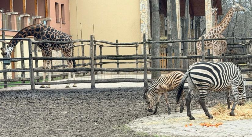 Döntést kell hozni a „magyar” zebrával kapcsolatban