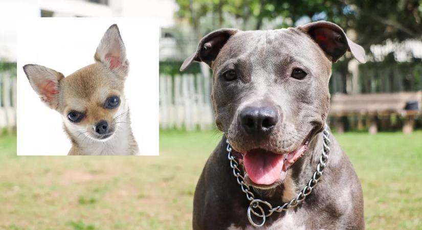 Csivava és pitbull a szülők: ez a kölyök született