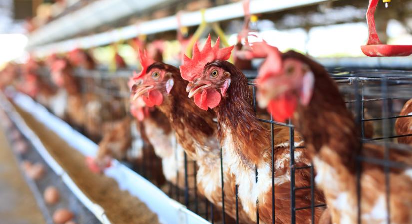 Kína fojtogatja az európai baromfitermelőket, akik védelemért kiáltanak