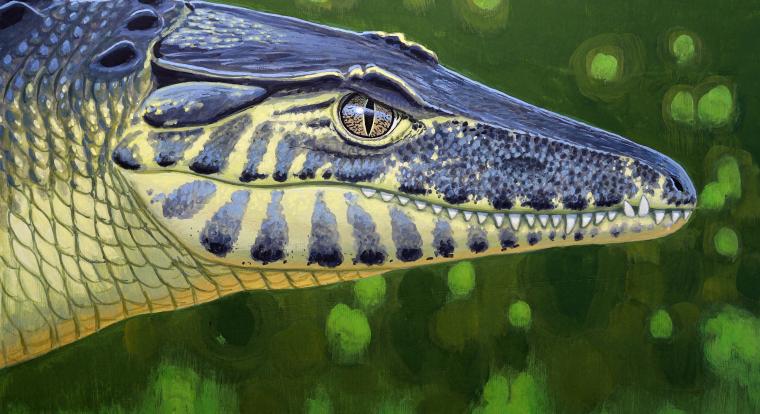 Pengés fogú krokodil vadászott a Bakonyban