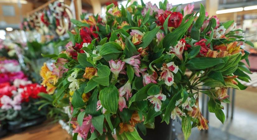 Megrohamozzák a virágárusokat a szegedi férfiak