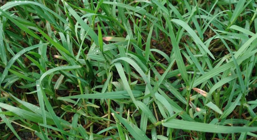 Tarack van a kertedben? Itt a megoldás!