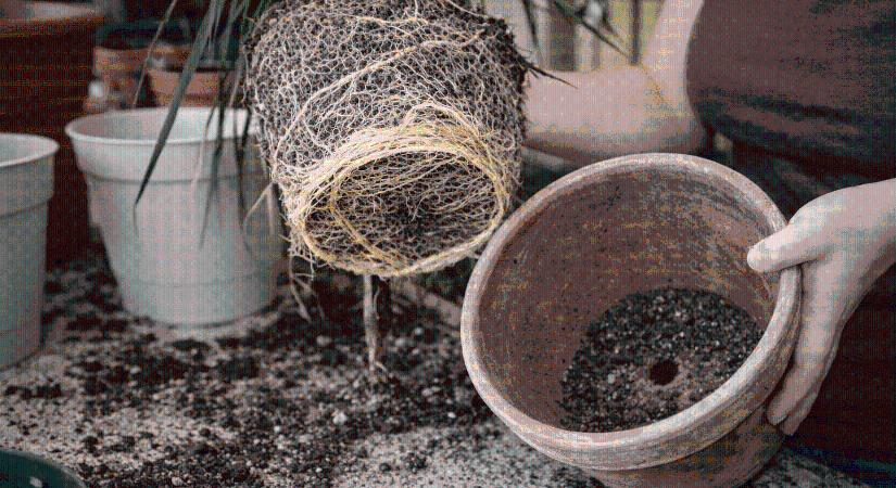 Így ültesd át helyesen a szobanövényed, ha azt akarod, hogy sokáig éljen