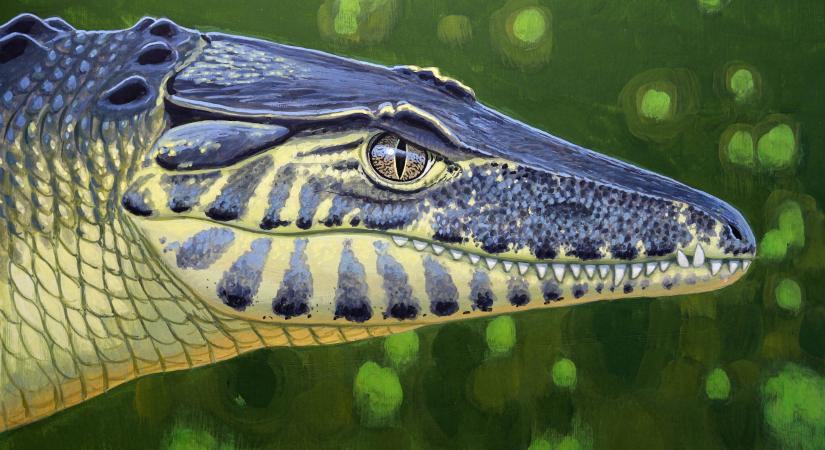 A Bakonyban is élt krokodil, csak régebben