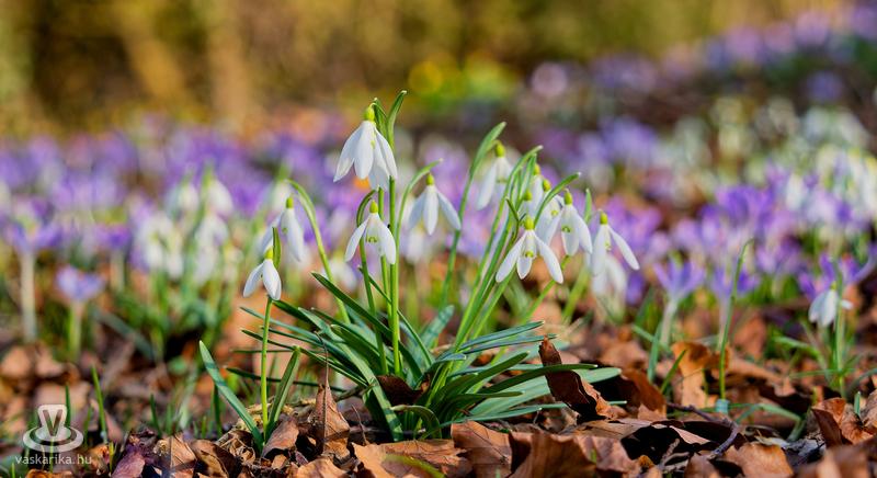 Ezek a virágok nyílnak a Szelestei Arborétumban