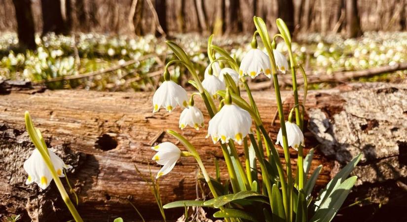 Frissítő zápor után visszatér a kellemes idő Zalába