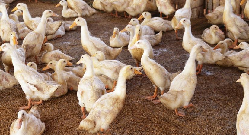 Rémálom Bács-Kiskunban: azonnali kényszervágást rendeltek el a kacsatelepen