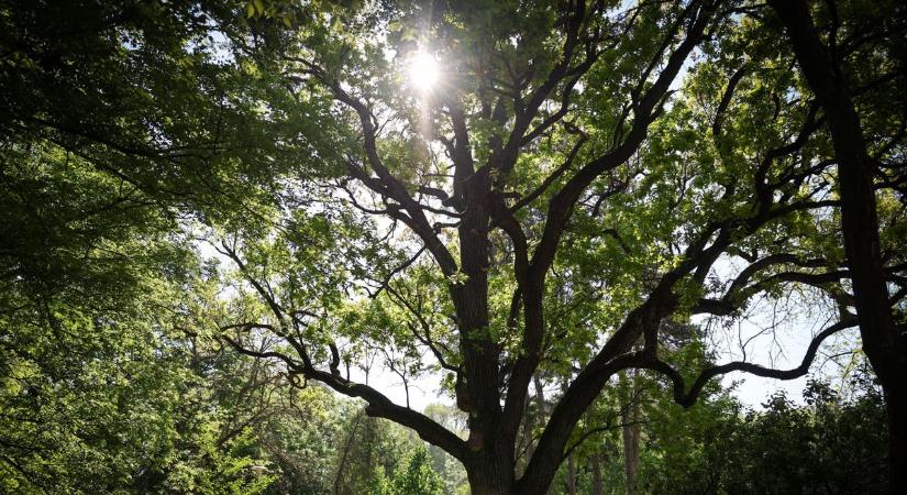 A tavasz visszaveszi az uralmat: napsütés, kellemes napok várnak ránk