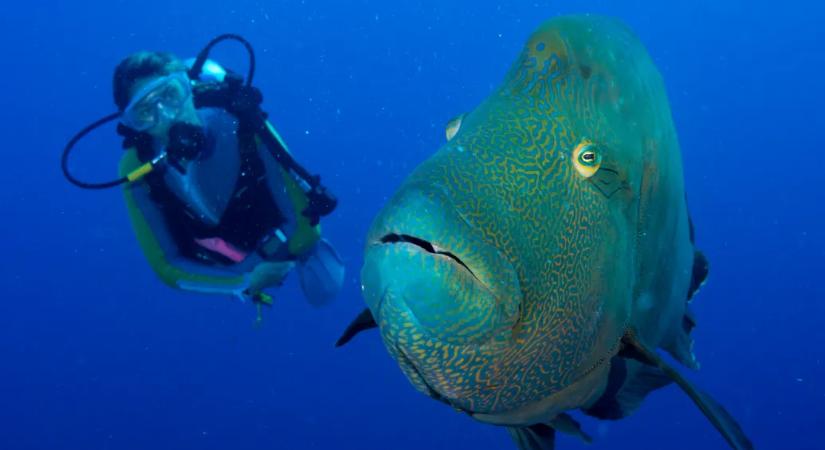 A hal a vízből veszi ki az oxigént. De mégis hogyan?