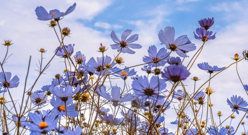 Párásan indul a reggel, de hamar jön a változás