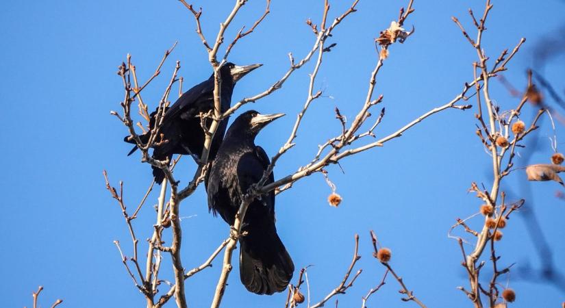 Napos idő jön, de jégeső is érkezhet – ilyen lesz a mai időjárás Veszprémben