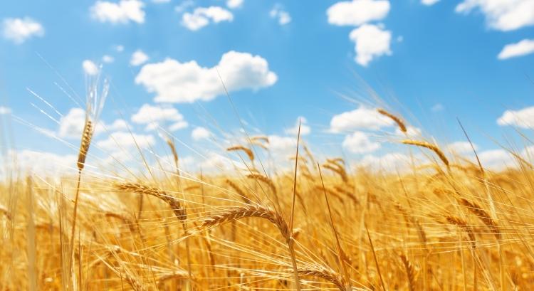 Negyedével esett a búza ára Magyarországon