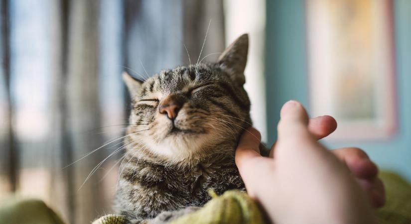 Mit jelent, ha a macskád lassan pislog rád? És hogyan reagálj rá jól