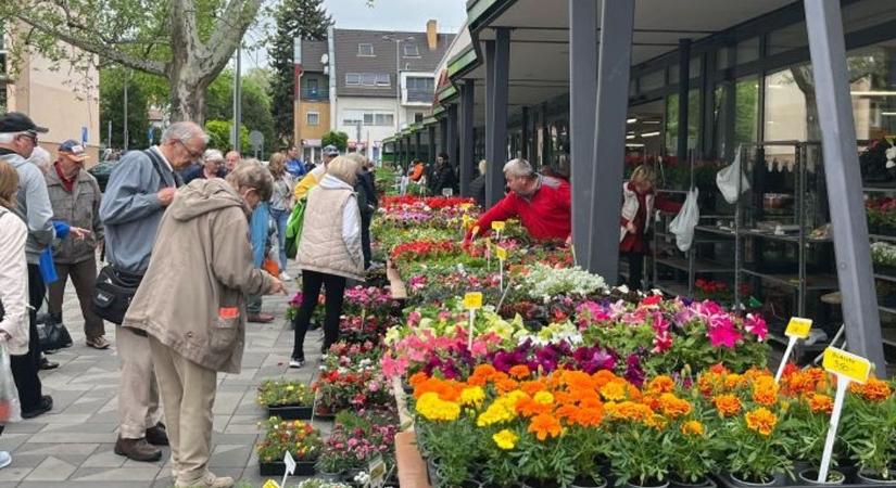 Megújul a győri Virágpiac - Milyen legyen? Töltse ki a kérdőívet!