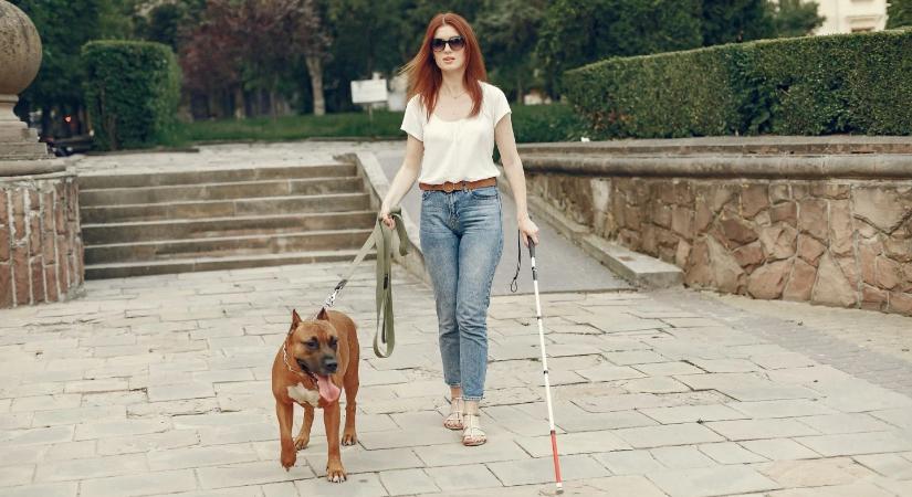 Nem csak a patikában spórolhatunk: így csökkenthetők a segítőkutyák és az akadálymentesítés költségei az egészségpénztárral